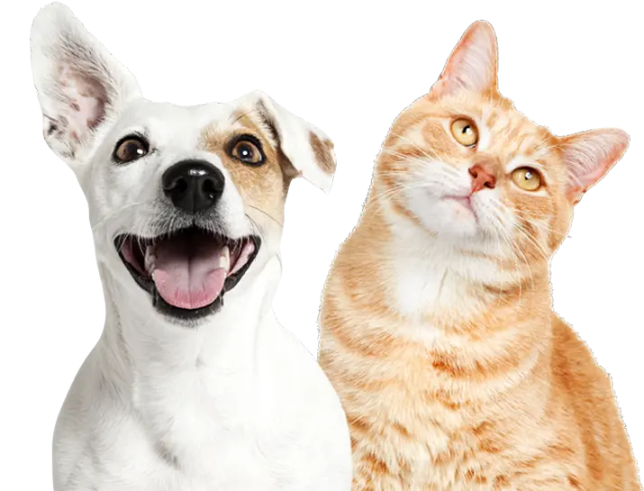 kisspng-cat-dog-grooming-dog-collar-poodle-ding-5b3621f7b8abe1.2095863115302742957564